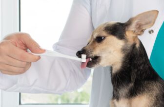 What Are the Best Practices for Maintaining My Pet's Oral Health?